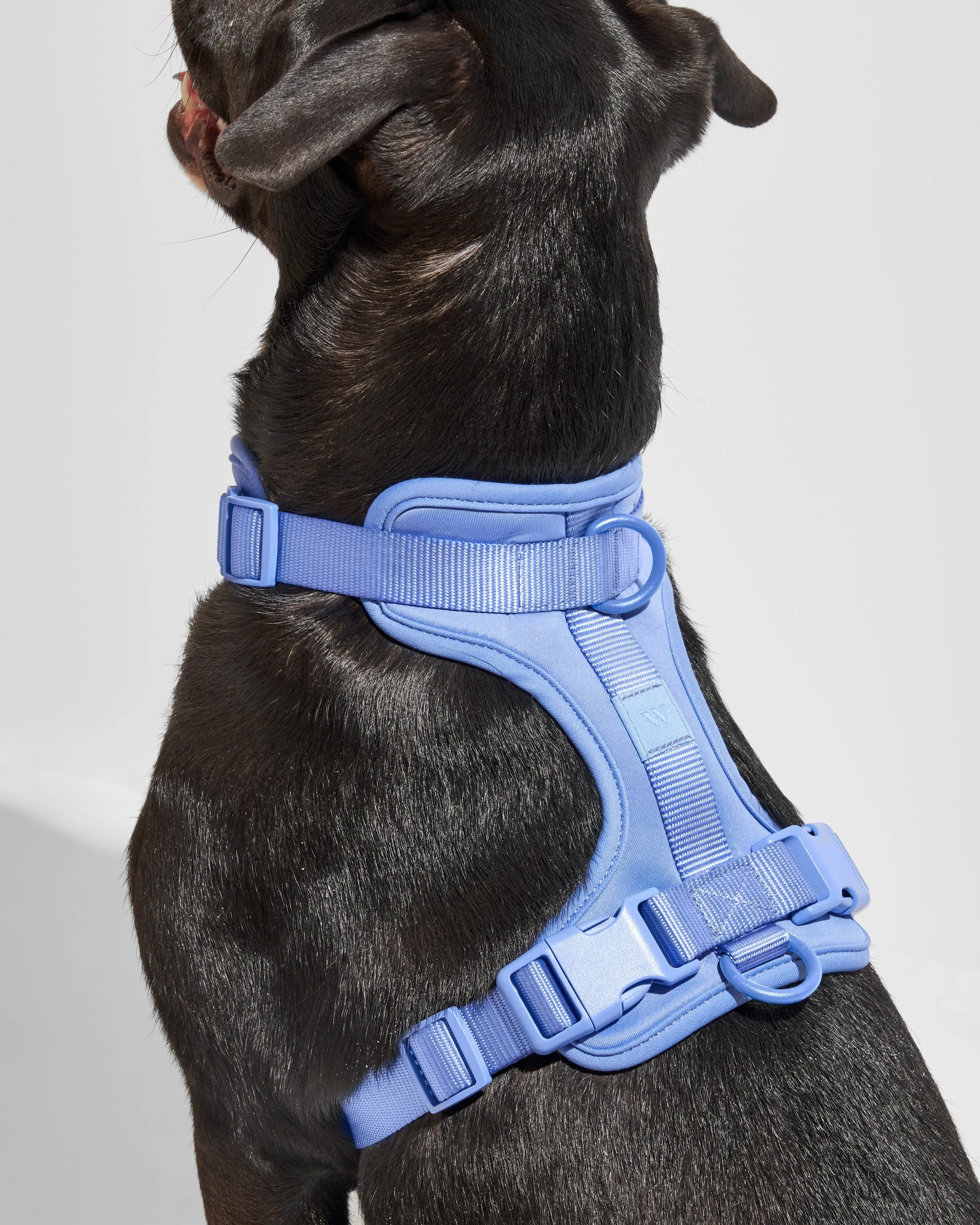 Hands-Free Harness Walk Kit