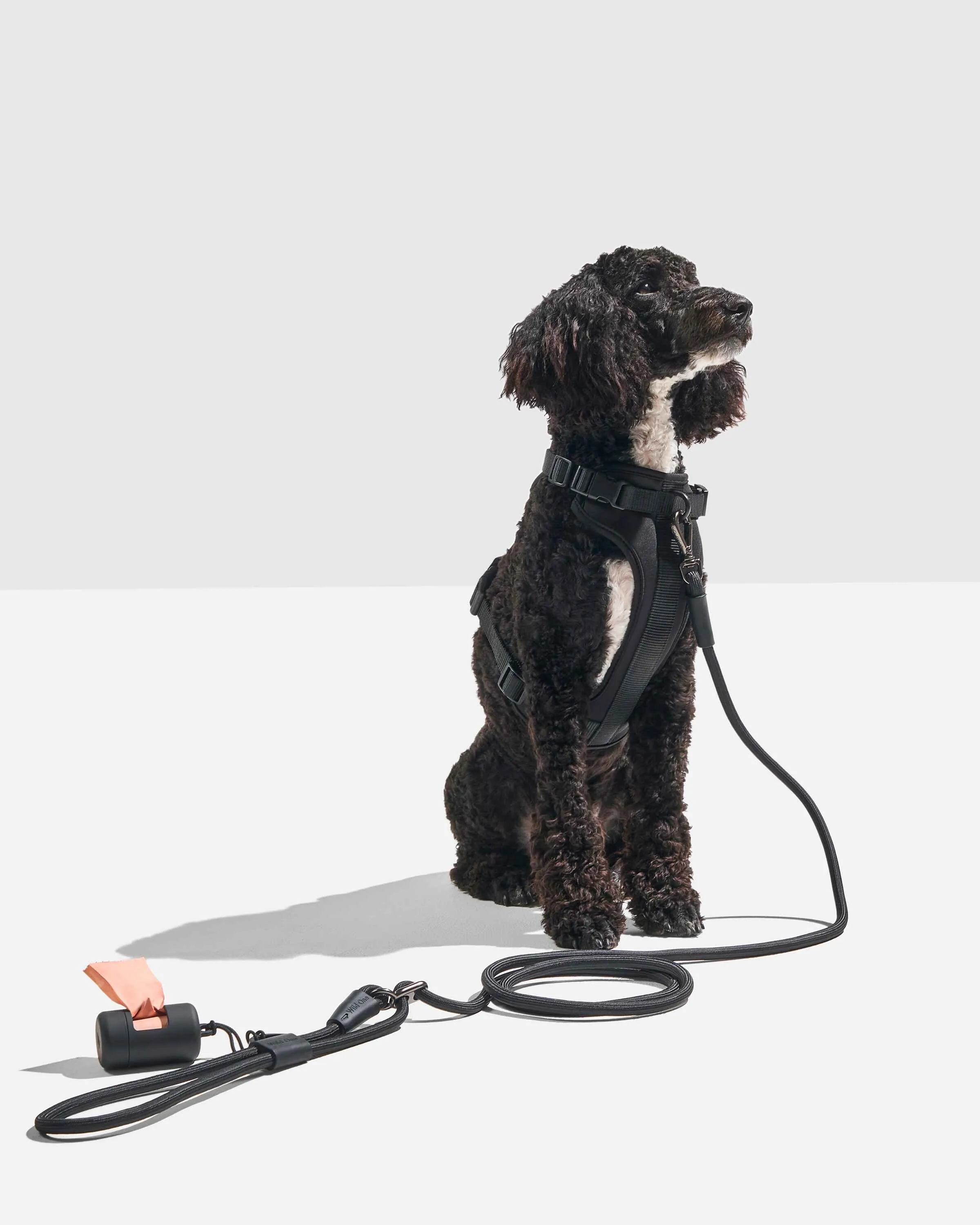 Hands-Free Harness Walk Kit