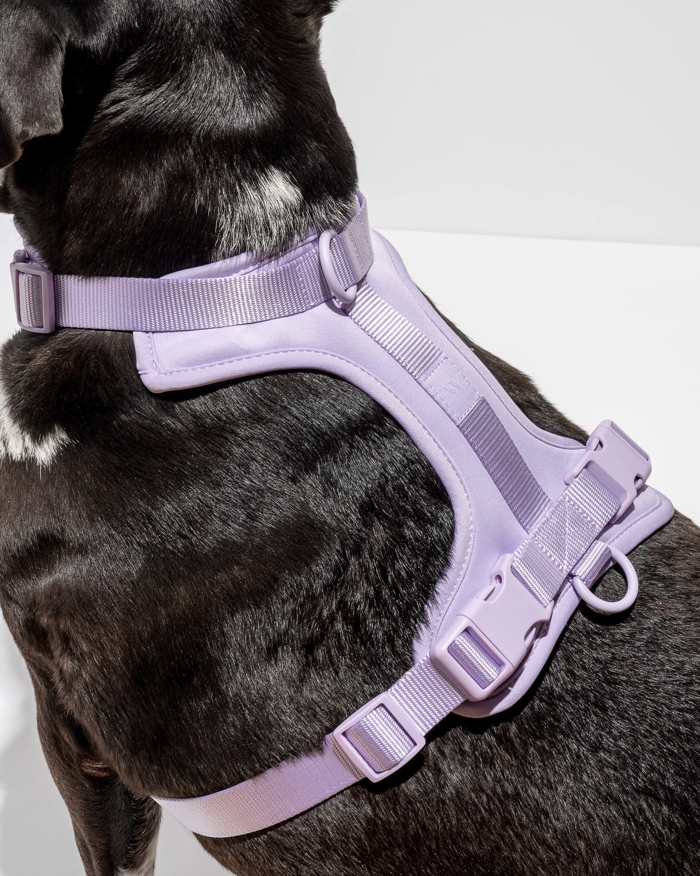 Hands-Free Harness Walk Kit