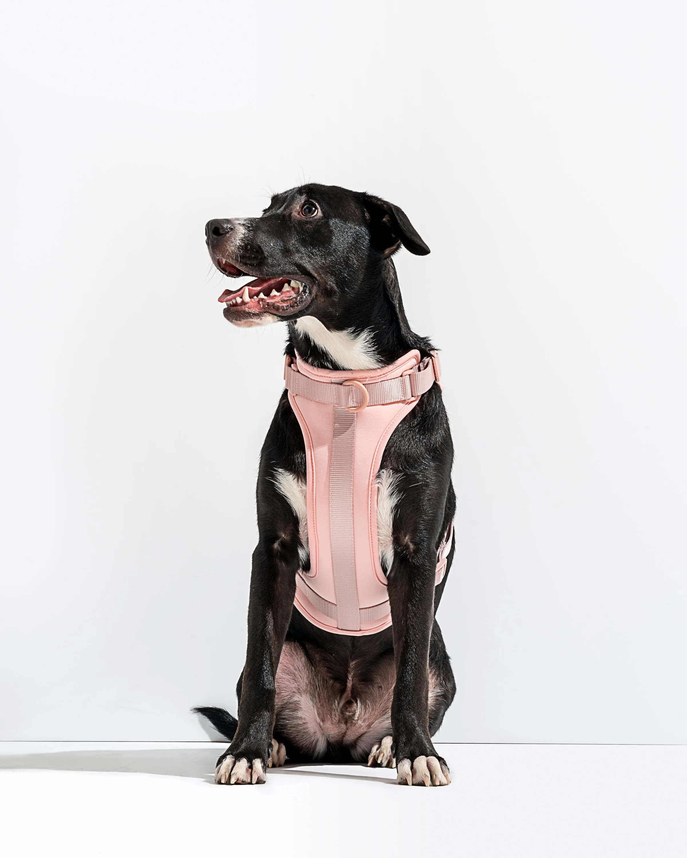 Hands-Free Harness Walk Kit